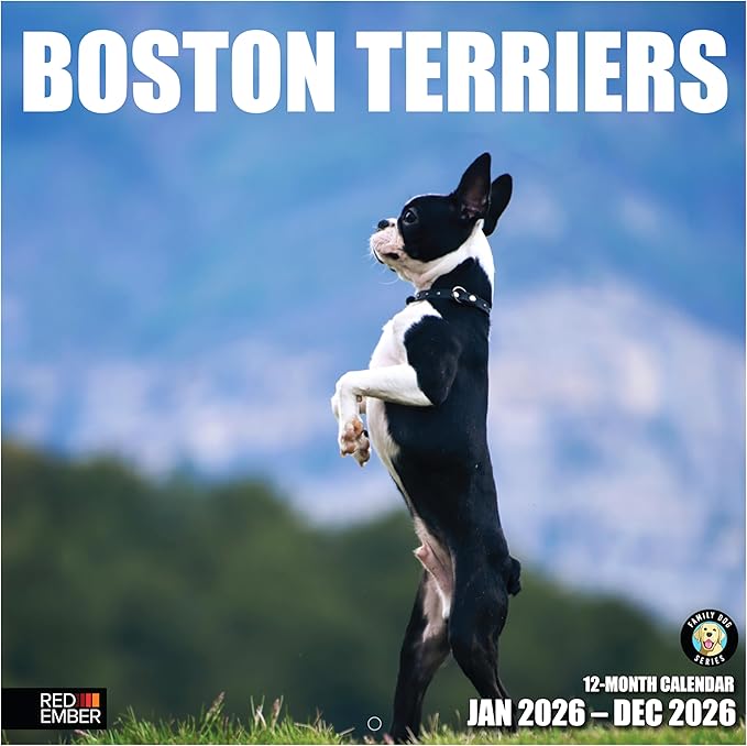 RED EMBER Boston Terriers 2026 Wall Calendar 12 Month | 12" x 24" Open | Thick & Sturdy Paper | Holiday Gift | Cute Puppy Dog Calendar 2026