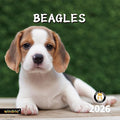 2026 Wall Calendar,Calendar 2026, November 2025 - December 2026, Wall Calendar Beagles, 12" x 24" Opened,Full Page Months Thick & Sturdy Paper for Calendar Organizing & Planning