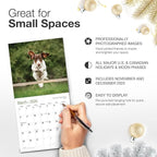 RED EMBER Dachshunds 2026 Mini Wall Calendar 12 Month | 7" x 14" Open | Thick & Sturdy Paper | Holiday Gift | Cute Puppy Weiner Dog Calendar 2026