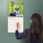MICASA PRESS - Miniature Schnauzers 2025 Wall Calendar 12 Month | 12" x 24" Open | Thick & Sturdy Paper | Giftable | Calendar 2025