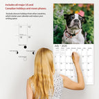 2026 Wall Calendar,Calendar 2026, November 2025 - December 2026, Wall Calendar Boston Terriers, 12" x 24" Opened,Full Page Months Thick & Sturdy Paper for Calendar Organizing & Planning