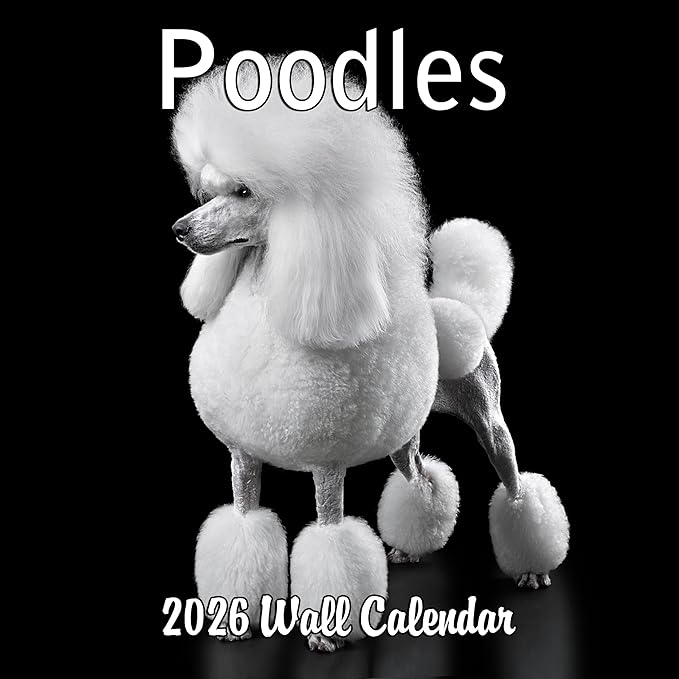2026 Poodles Monthly Wall Calendar | Dog 2026 Wall Calendar 2025-2026