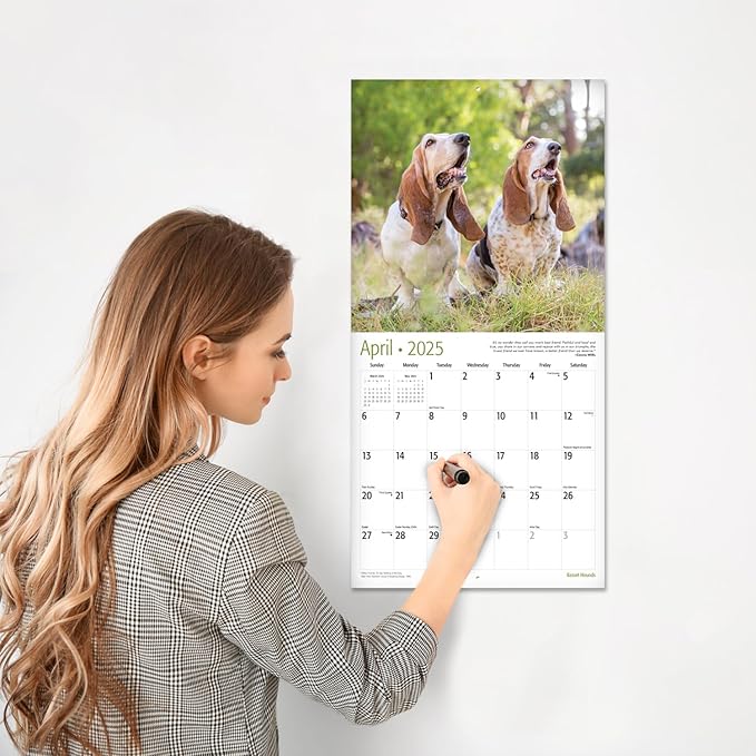 RED EMBER Basset Hounds 2025 Wall Calendar 12 Month | 12" x 24" Open | Thick & Sturdy Paper | Giftable | Dog Calendar 2025