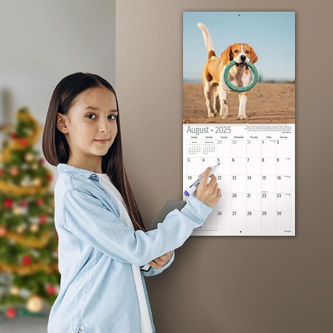 MICASA PRESS - Beagles 2025 Wall Calendar 12 Month | 12" x 24" Open | Thick & Sturdy Paper | Giftable | Dog Calendar 2025
