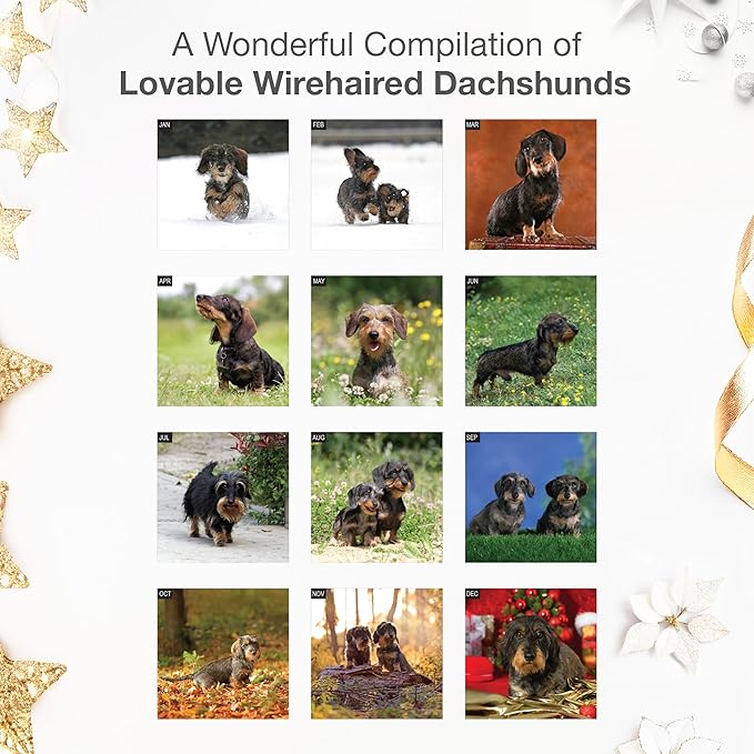 RED EMBER Wirehaired Dachshunds 2026 Wall Calendar 12 Month | 12" x 24" Open | Thick & Sturdy Paper | Holiday Gift | Cute Puppy Weiner Dog Calendar 2026
