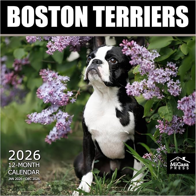 MICASA PRESS Boston Terriers 2026 Wall Calendar 12 Month | 12" x 24" Open | Thick & Sturdy Paper | Holiday Gift | Cute Puppy Dog Calendar 2026