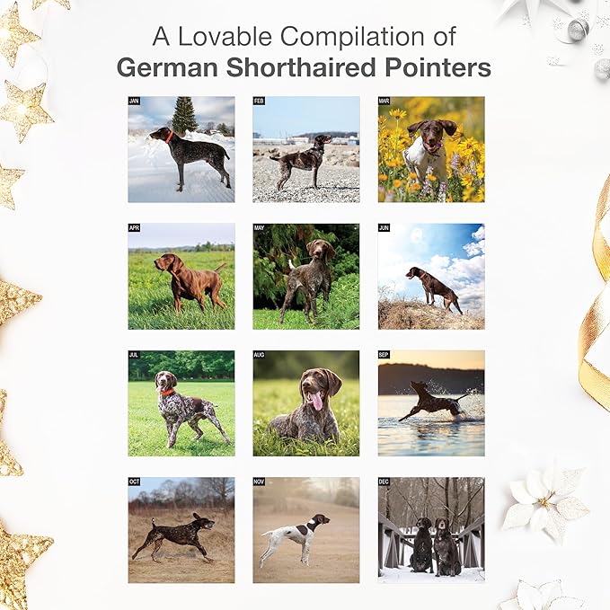 RED EMBER German Shorthaired Pointers 2026 Wall Calendar 12 Month | 12" x 24" Open | Thick & Sturdy Paper | Holiday Gift | Cute GSP Puppy Dog Calendar 2026