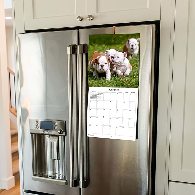 2026 English Bulldogs Monthly Wall Calendar | Cute Dogs Calendar September 2025 - December 2026