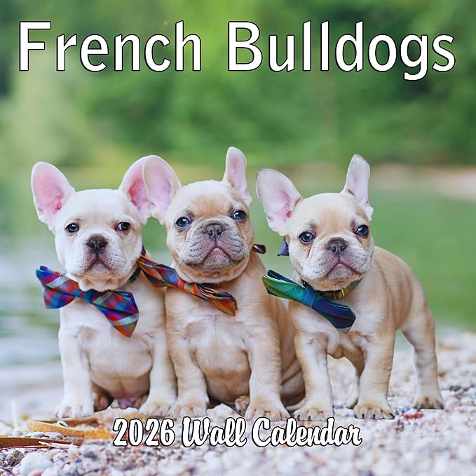 2026 French Bulldogs Monthly Wall Calendar | Cute Dog Calendar 2025-2026