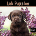 MICASA PRESS Lab Puppies 2026 Wall Calendar 12 Month | 12" x 24" Open | Thick & Sturdy Paper | Holiday Gift | Cute Labrador Retriever Puppy Dog Calendar 2026