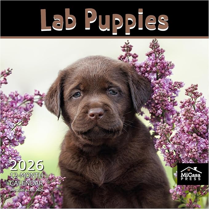 MICASA PRESS Lab Puppies 2026 Wall Calendar 12 Month | 12" x 24" Open | Thick & Sturdy Paper | Holiday Gift | Cute Labrador Retriever Puppy Dog Calendar 2026