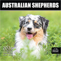 MICASA PRESS Australian Shepherds Aussies 2026 Wall Calendar 12 Month | 12" x 24" Open | Thick & Sturdy Paper | Holiday Gift | Cute Puppy Dog Calendar 2026