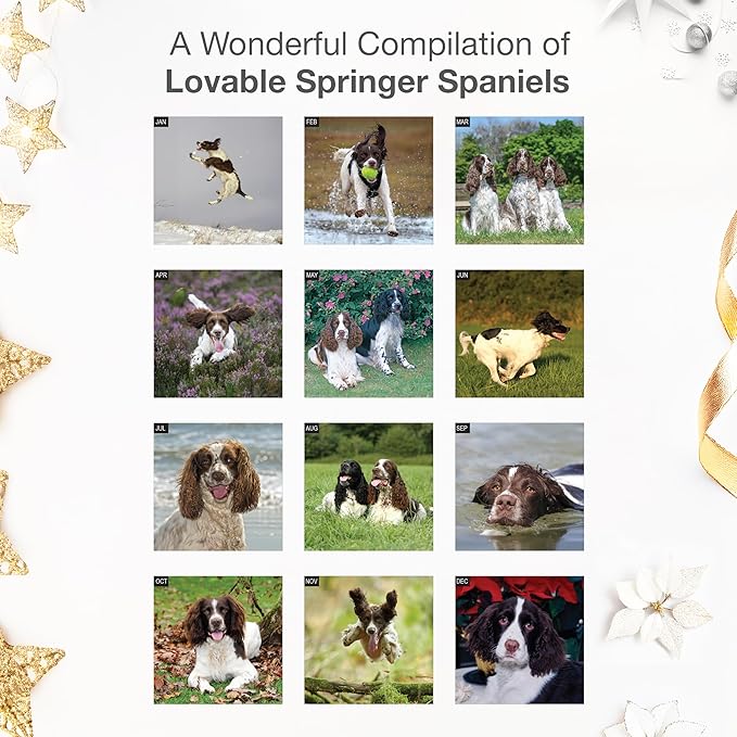 RED EMBER Springer Spaniels 2026 Wall Calendar 12 Month | 12" x 24" Open | Thick & Sturdy Paper | Holiday Gift | Cute Puppy Dog Calendar 2026