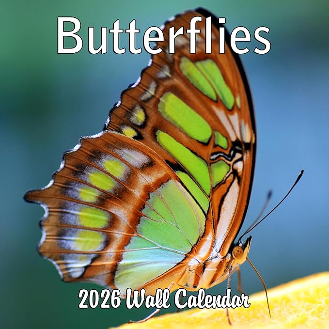 2026 Butterflies Monthly Wall Calendar | Insects Calendar 2025-2026