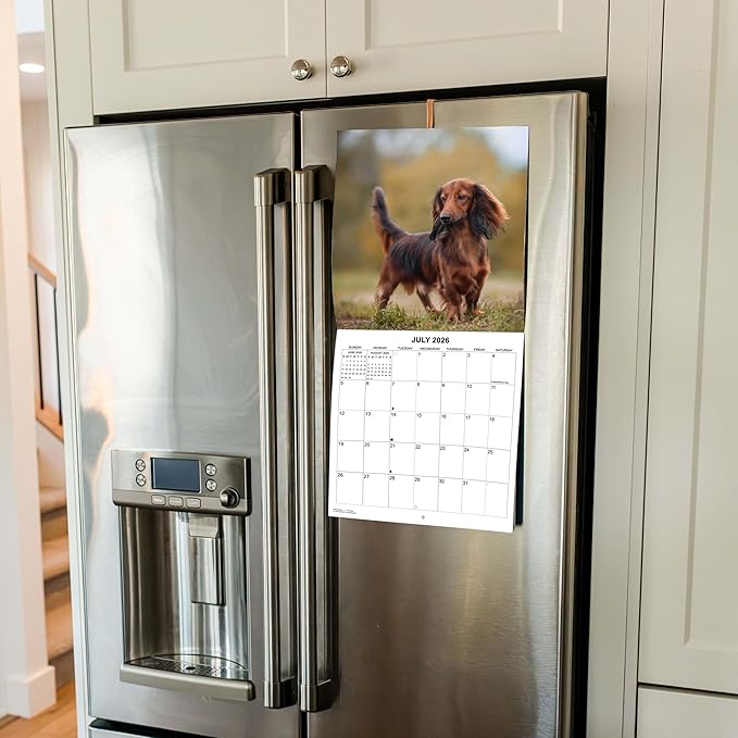 2026 Dachshunds Weiner Dog Monthly Wall Calendar | Wiener Dogs Calendar September 2025 - December 2026