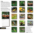 2026 Wall Calendar,Calendar 2026, November 2025 - December 2026, Wall Calendar Frog, 12" x 24" Opened,Full Page Months Thick & Sturdy Paper for Calendar Organizing & Planning
