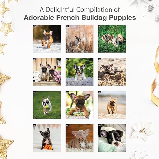 RED EMBER French Bulldog Puppies 2026 Wall Calendar 12 Month | 12" x 24" Open | Thick & Sturdy Paper | Holiday Gift | Cute Frenchie Puppy Dog Calendar 2026