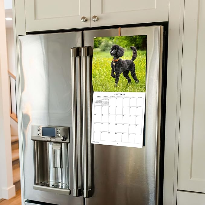 2026 Poodles Monthly Wall Calendar | Dog 2026 Wall Calendar 2025-2026