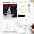 RED EMBER Springer Spaniels 2026 Wall Calendar 12 Month | 12" x 24" Open | Thick & Sturdy Paper | Holiday Gift | Cute Puppy Dog Calendar 2026
