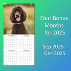 2026 Poodles Monthly Wall Calendar | Dog 2026 Wall Calendar 2025-2026
