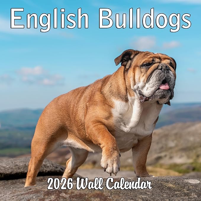 2026 English Bulldogs Monthly Wall Calendar | Cute Dogs Calendar September 2025 - December 2026