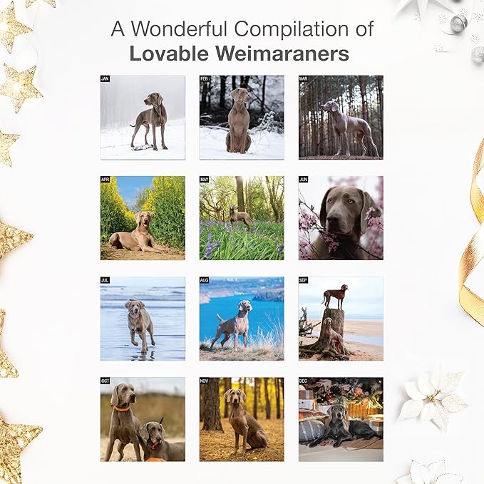 RED EMBER Weimaraners 2026 Wall Calendar 12 Month | 12" x 24" Open | Thick & Sturdy Paper | Holiday Gift | Cute Puppy Dog Calendar 2026