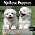 MICASA PRESS Maltese Puppies 2026 Wall Calendar 12 Month | 12" x 24" Open | Thick & Sturdy Paper | Holiday Gift | Cute Puppy Dog Calendar 2026