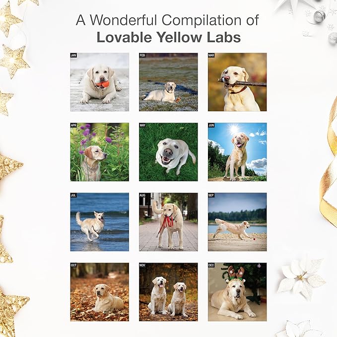 RED EMBER Yellow Labs 2026 Wall Calendar 12 Month | 12" x 24" Open | Thick & Sturdy Paper | Holiday Gift | Cute Labrador Retriever Puppy Dog Calendar 2026