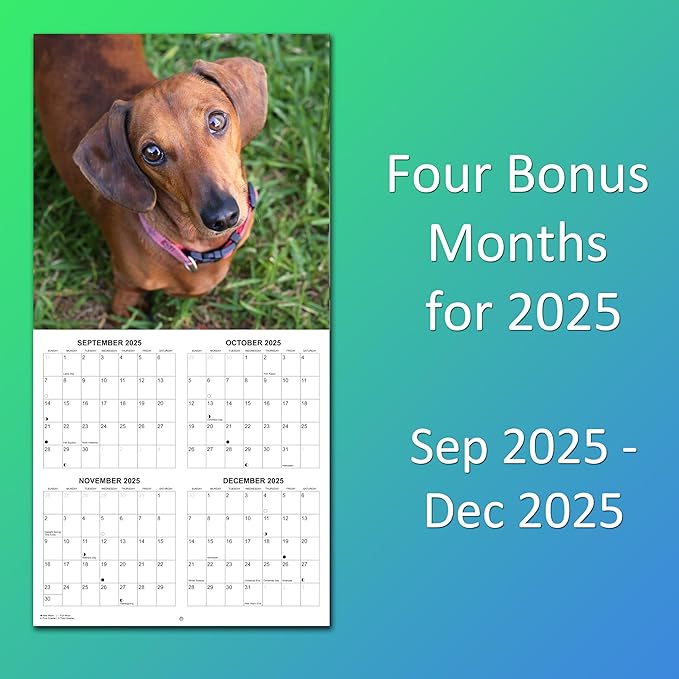 2026 Dachshunds Weiner Dog Monthly Wall Calendar | Wiener Dogs Calendar September 2025 - December 2026