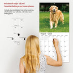 2026 Wall Calendar,Calendar 2026, November 2025 - December 2026, Wall Calendar Golden Retrievers, 12" x 24" Opened,Full Page Months Thick & Sturdy Paper for Calendar Organizing & Planning