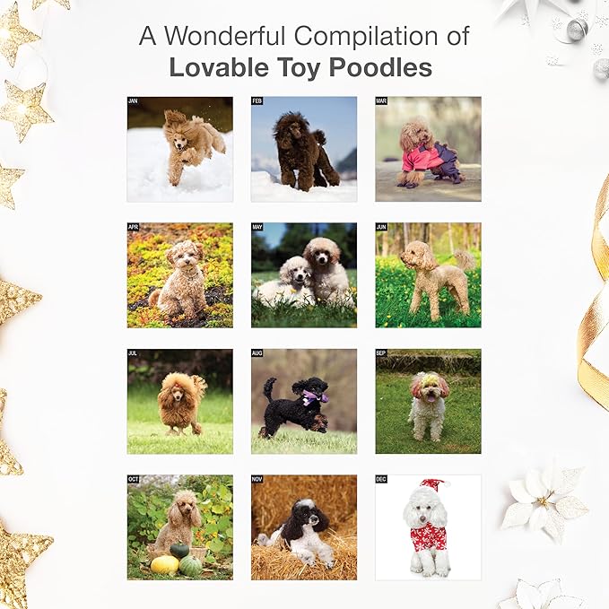 RED EMBER Toy Poodles 2026 Wall Calendar 12 Month | 12" x 24" Open | Thick & Sturdy Paper | Holiday Gift | Cute Puppy Dog Calendar 2026