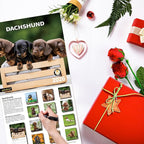 2026 Wall Calendar,Calendar 2026, November 2025 - December 2026, Wall Calendar Dachshund, 12" x 24" Opened,Full Page Months Thick & Sturdy Paper for Gift Perfect Calendar Organizing & Planning