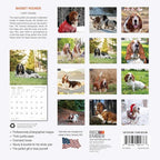 RED EMBER Basset Hounds 2025 Wall Calendar 12 Month | 12" x 24" Open | Thick & Sturdy Paper | Giftable | Dog Calendar 2025