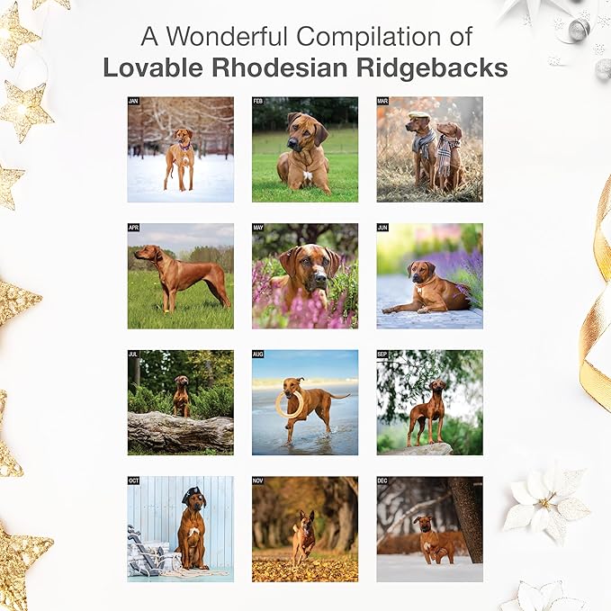 RED EMBER Rhodesian Ridgebacks 2026 Wall Calendar 12 Month | 12" x 24" Open | Thick & Sturdy Paper | Holiday Gift | Cute Puppy Dog Calendar 2026