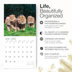 RED EMBER Lions 2026 Wall Calendar 12 Month | 12" x 24" Open | Thick & Sturdy Paper | Holiday Gift | Big Cats Animal Calendar 2026