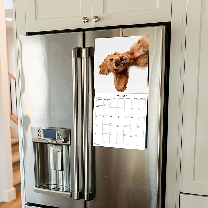 2026 Silly Dogs Monthly Wall Calendar | Funny Dogs Calendar September 2025 - December 2026