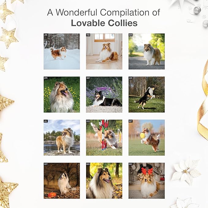 RED EMBER Collies 2026 Wall Calendar 12 Month | 12" x 24" Open | Thick & Sturdy Paper | Holiday Gift | Cute Puppy Dog Calendar 2026