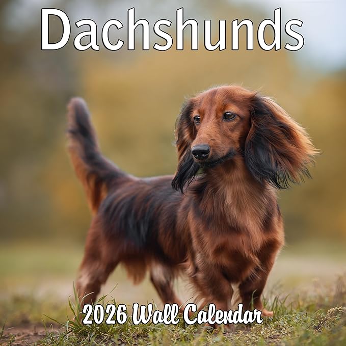 2026 Dachshunds Weiner Dog Monthly Wall Calendar | Wiener Dogs Calendar September 2025 - December 2026