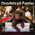 MICASA PRESS Chocolate Lab Puppies 2026 Wall Calendar 12 Month | 12" x 24" Open | Thick & Sturdy Paper | Holiday Gift | Cute Labrador Retriever Puppy Dog Calendar 2026