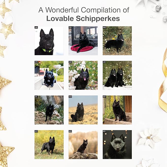 RED EMBER Schipperkes 2026 Wall Calendar 12 Month | 12" x 24" Open | Thick & Sturdy Paper | Holiday Gift | Cute Puppy Dog Calendar 2026