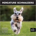 MICASA PRESS - Miniature Schnauzers 2025 Wall Calendar 12 Month | 12" x 24" Open | Thick & Sturdy Paper | Giftable | Calendar 2025