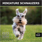 MICASA PRESS - Miniature Schnauzers 2025 Wall Calendar 12 Month | 12" x 24" Open | Thick & Sturdy Paper | Giftable | Calendar 2025