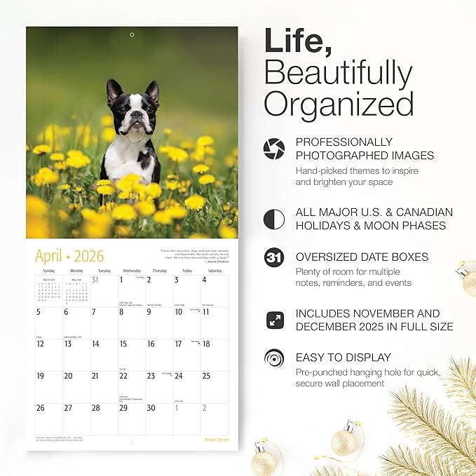 RED EMBER Boston Terriers 2026 Wall Calendar 12 Month | 12" x 24" Open | Thick & Sturdy Paper | Holiday Gift | Cute Puppy Dog Calendar 2026