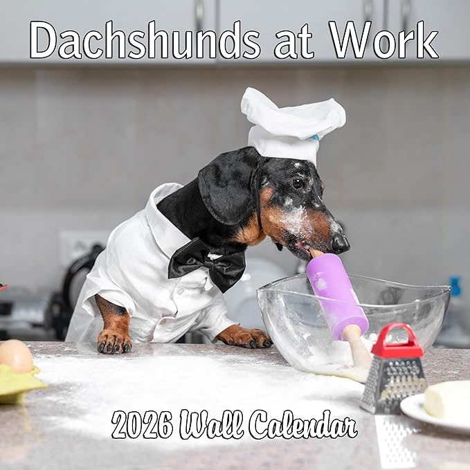 2026 Dachshunds at Work Weiner Dog Monthly Wall Calendar | Funny Wiener Dog Calendar September 2025 - December 2026
