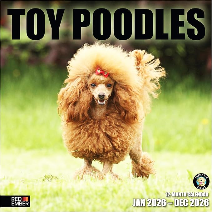 RED EMBER Toy Poodles 2026 Wall Calendar 12 Month | 12" x 24" Open | Thick & Sturdy Paper | Holiday Gift | Cute Puppy Dog Calendar 2026