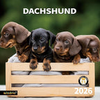 2026 Wall Calendar,Calendar 2026, November 2025 - December 2026, Wall Calendar Dachshund, 12" x 24" Opened,Full Page Months Thick & Sturdy Paper for Gift Perfect Calendar Organizing & Planning