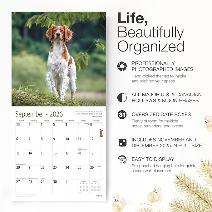 RED EMBER Brittanys 2026 Wall Calendar 12 Month | 12" x 24" Open | Thick & Sturdy Paper | Holiday Gift | Cute Spaniel Puppy Dog Calendar 2026