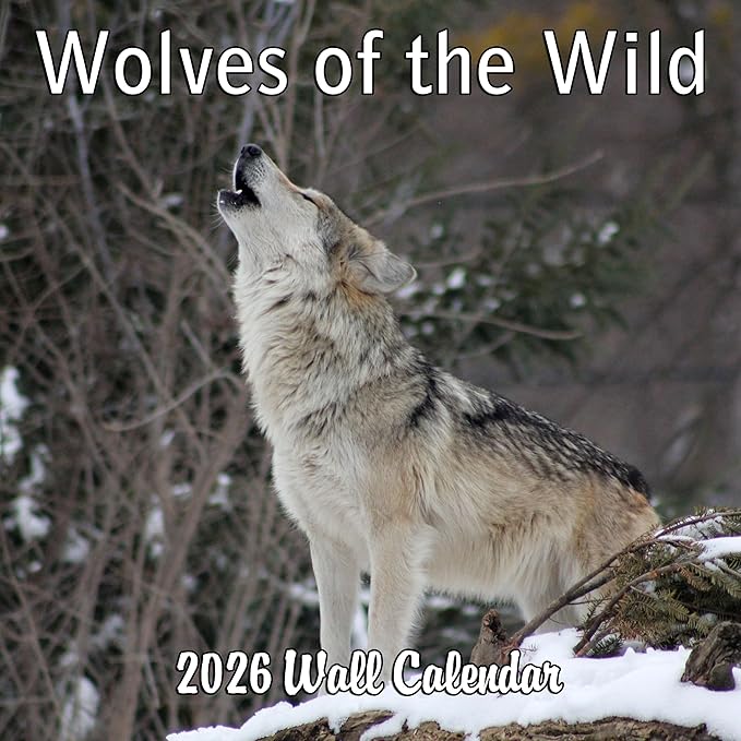 2026 Wolves of the Wild Monthly Wall Calendar | Wild Animals Calendar 2025-2026