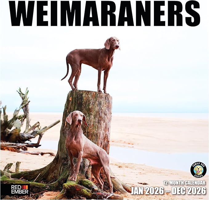 RED EMBER Weimaraners 2026 Wall Calendar 12 Month | 12" x 24" Open | Thick & Sturdy Paper | Holiday Gift | Cute Puppy Dog Calendar 2026