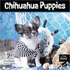 MICASA PRESS Chihuahua Puppies 2026 Wall Calendar 12 Month | 12" x 24" Open | Thick & Sturdy Paper | Holiday Gift | Cute Puppy Dog Calendar 2026